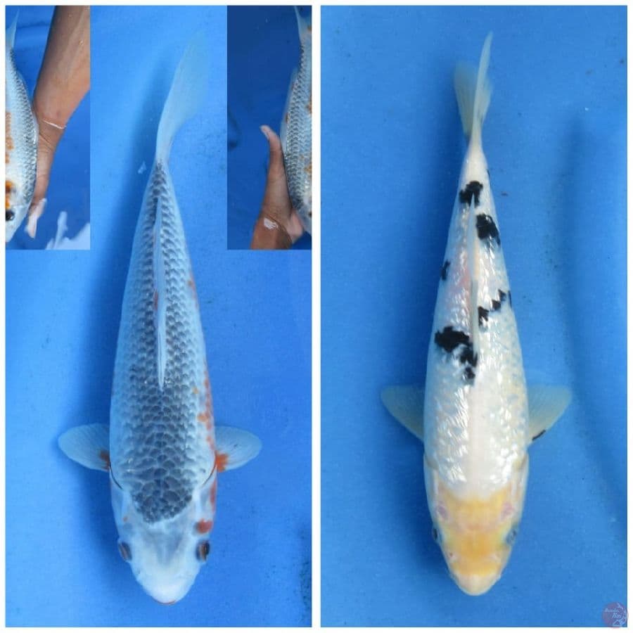 29cm,23cm , Paket 2