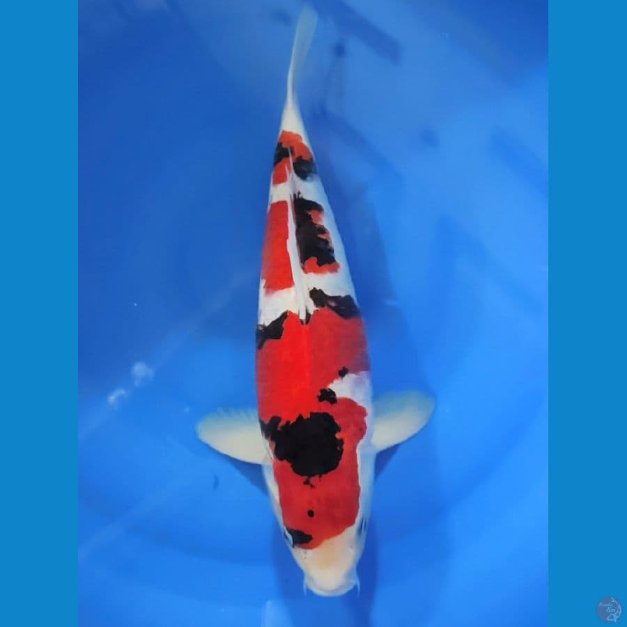 ALQUT - SHOWA HALUS MALE 46CM