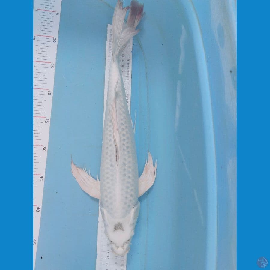mukasi sleyer 45cm jantan