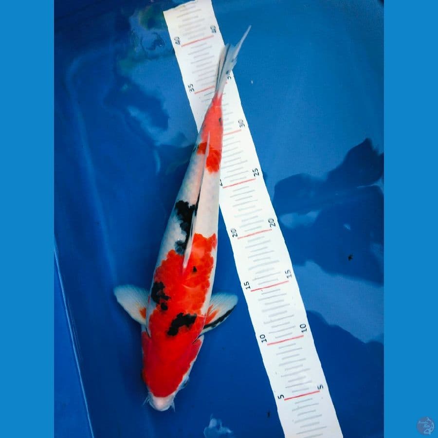 sangke 34cm jantan