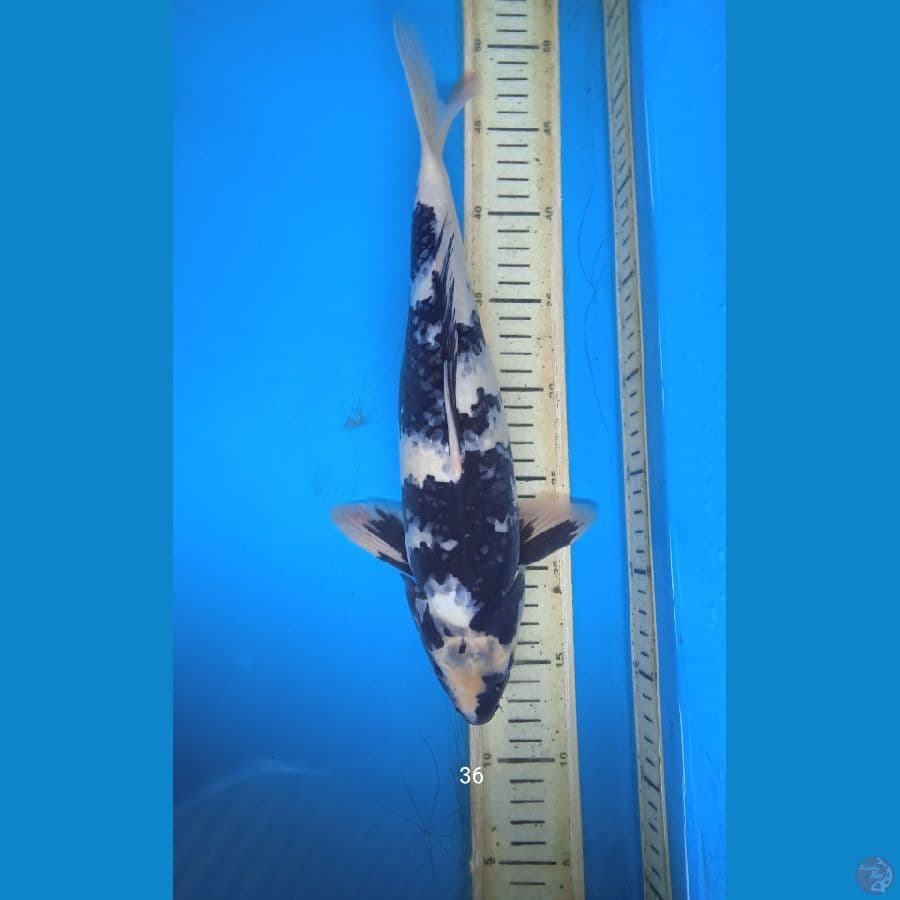 shiro 36cm