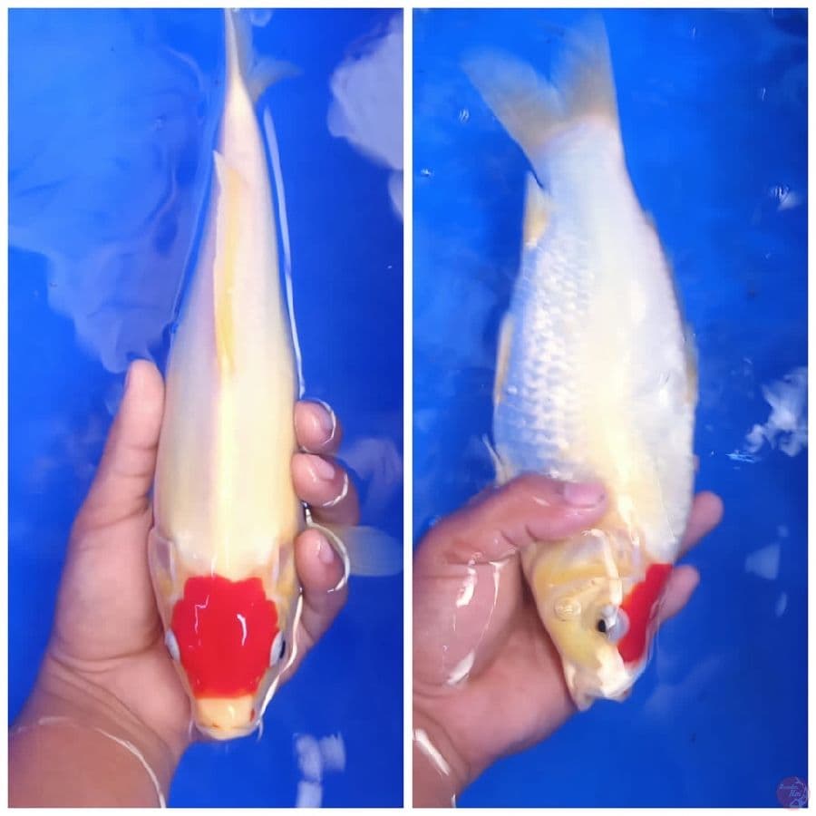 tancho kohaku punuk 27 cm cater depan