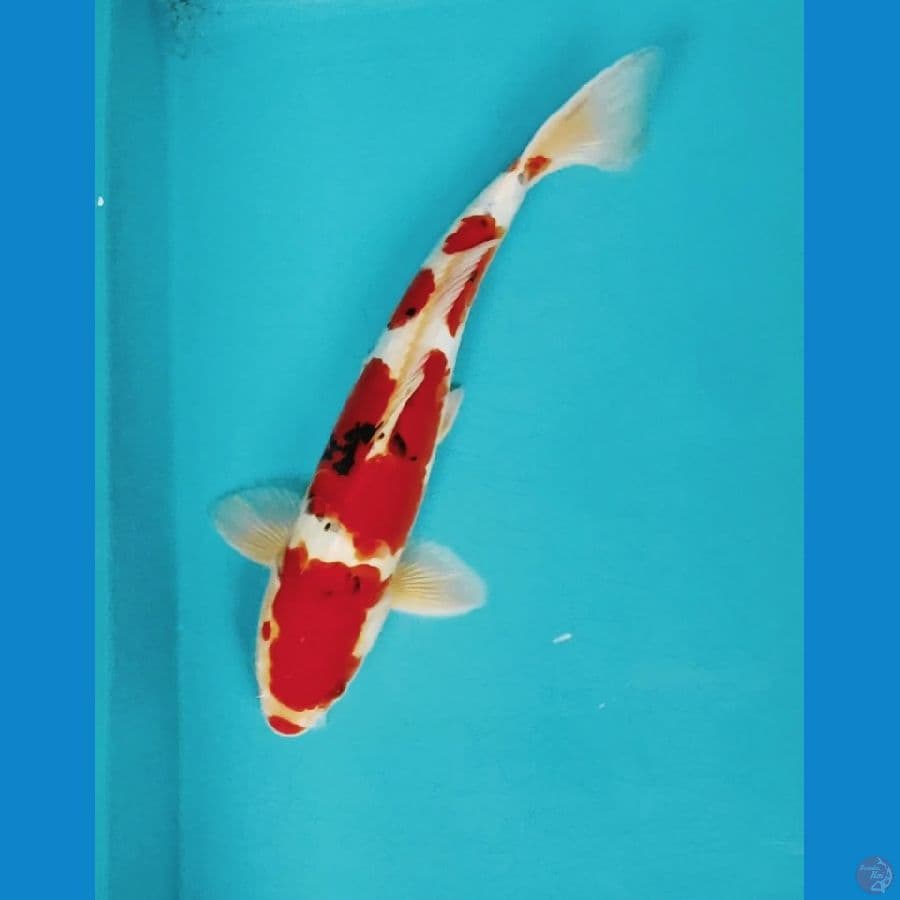 doitsu sanke kuchibeni 33cm male