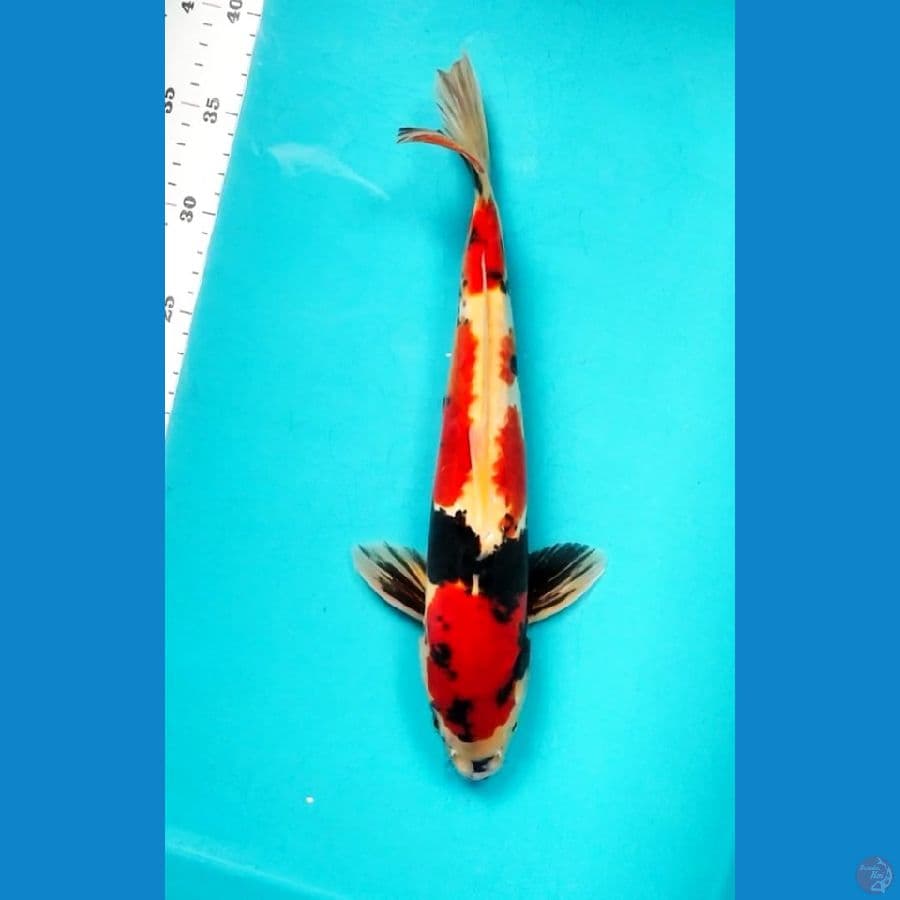 doitsu showa 33cm male