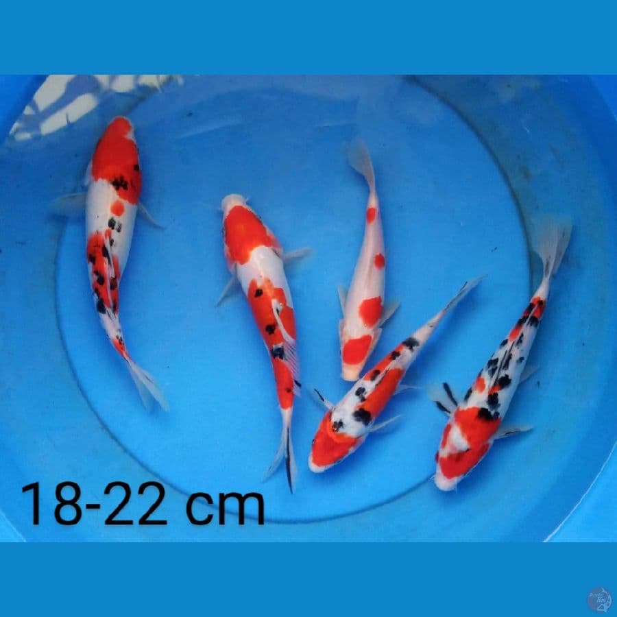 sanke sq 18-22 cm