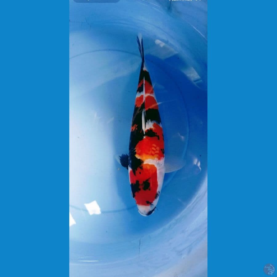 showa 35 cm