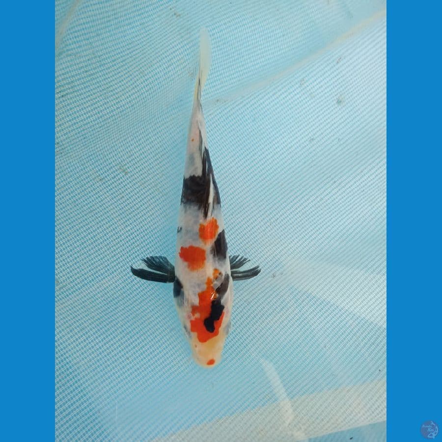 showa 13cm