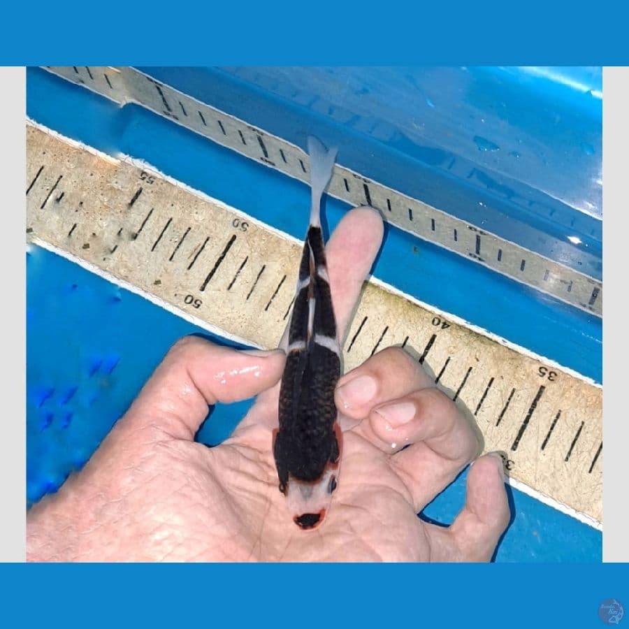 goromo super black 15cm