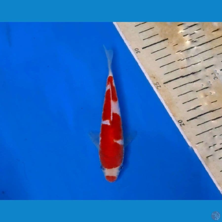 kohaku kuchibeni 20bu koleksi