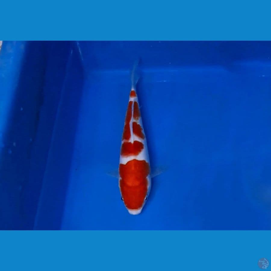 kohaku koleksi sq 25cm