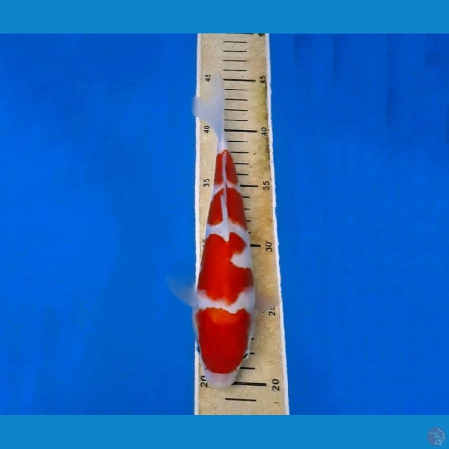 kohaku 4step keren 25cm sq