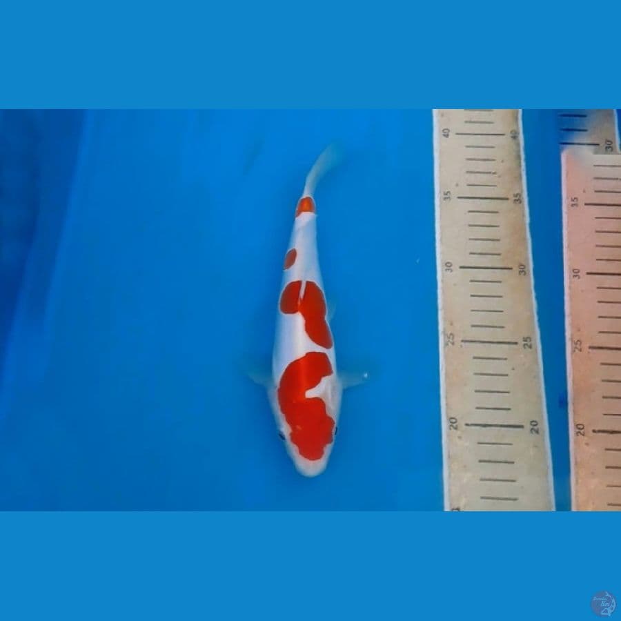 obral kohaku doitsu murni original 25bu
