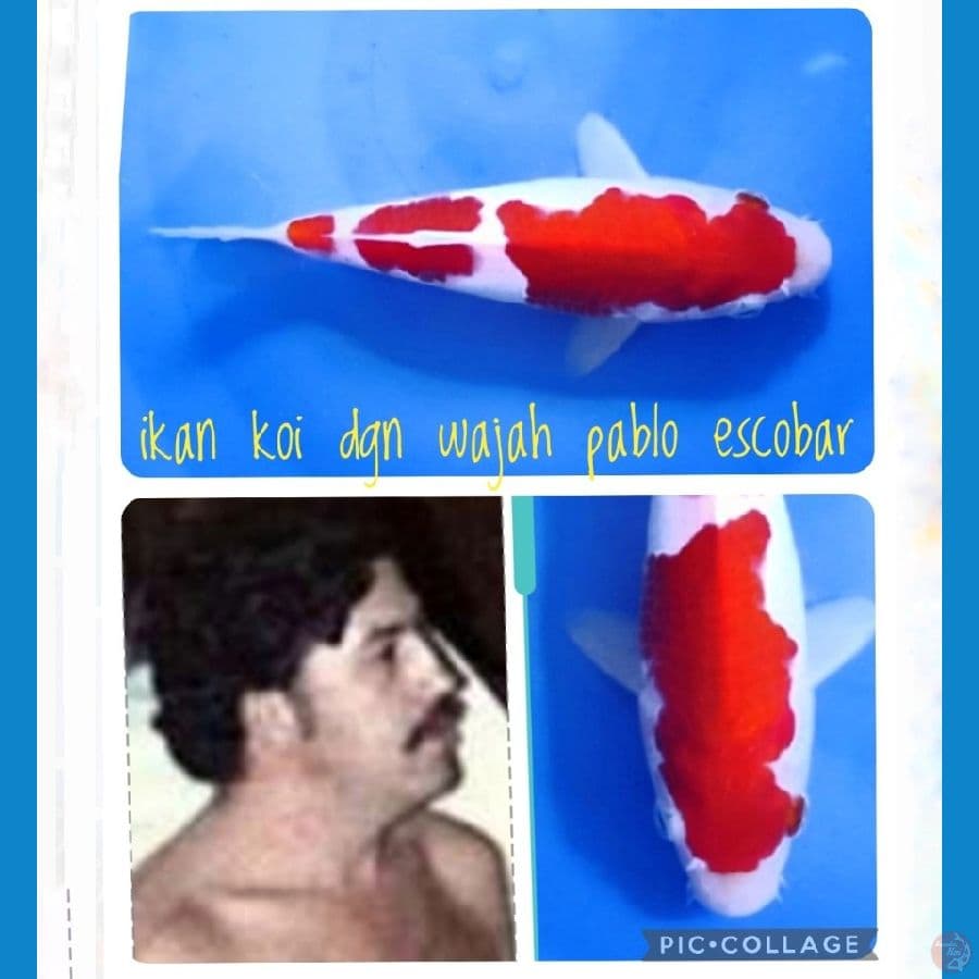 kohaku original dgn wajah pablo escobar 25bu