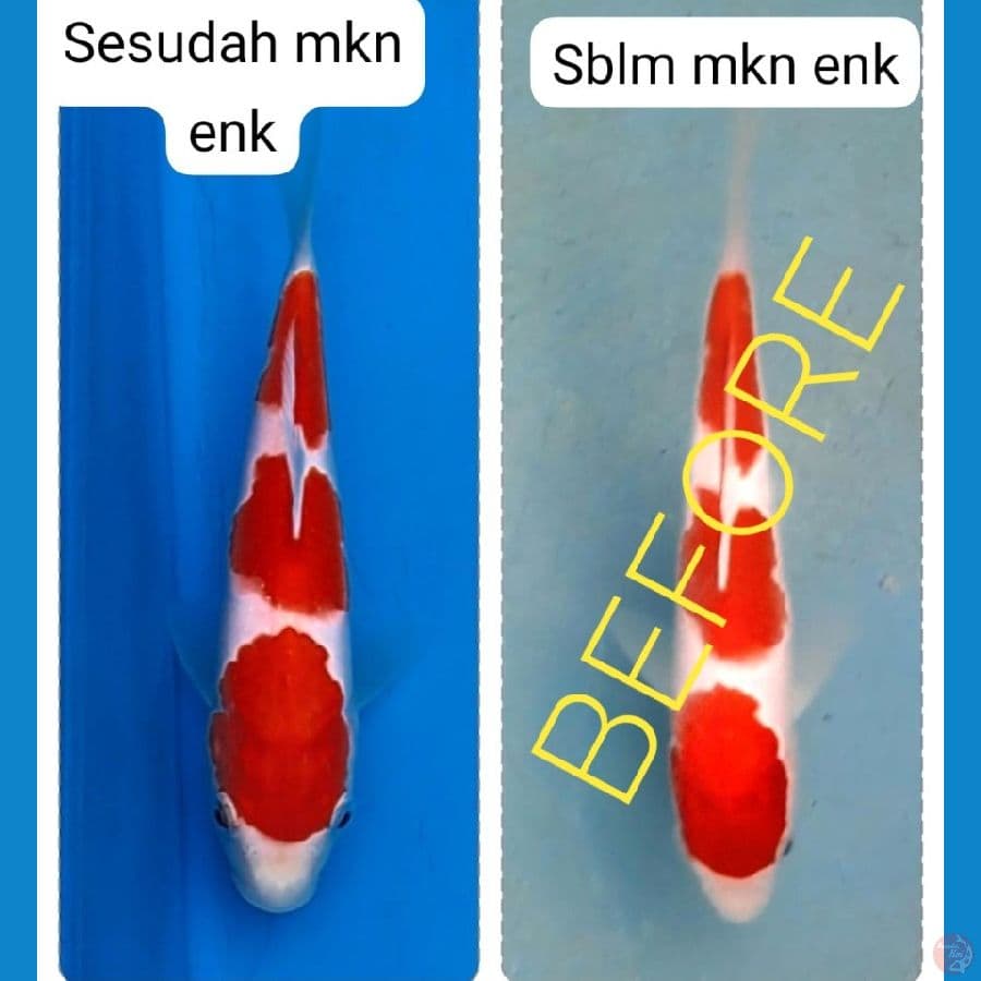 ikan koi keepingan istimewa 25bu