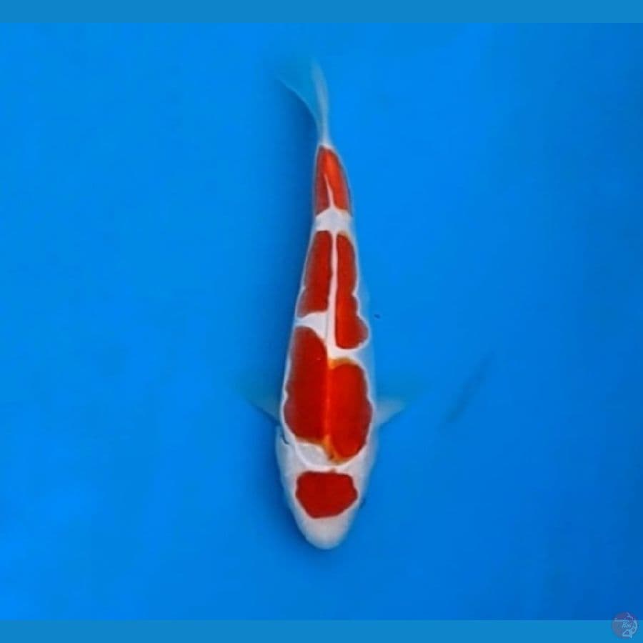 kohaku doitsu 20 koleksi sq