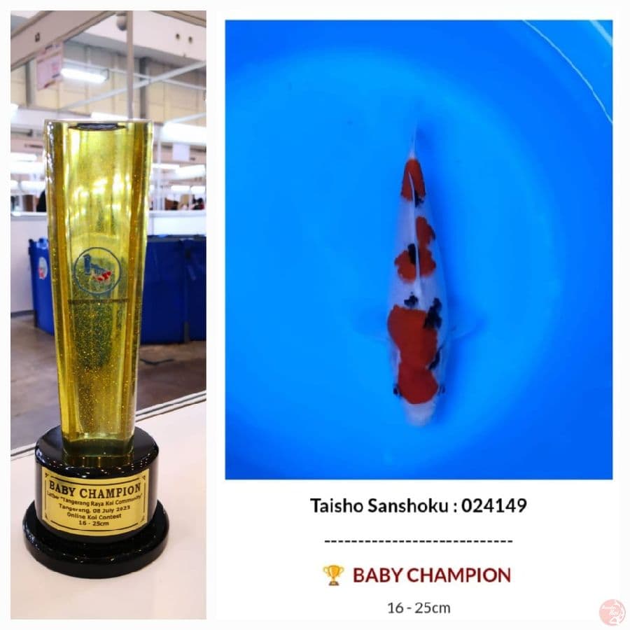 sanke champion super 25cm