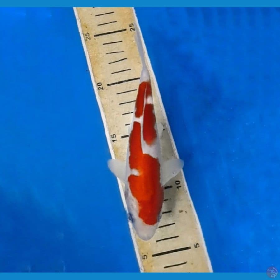 thor kohaku inazuma 20cm