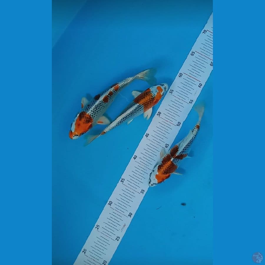 KUJAKU 21,22CM BAGUS