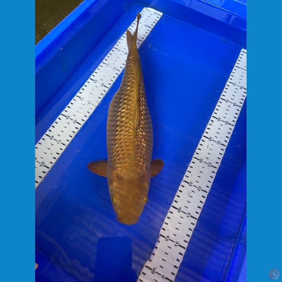 40 cm chagoi ~ ak7