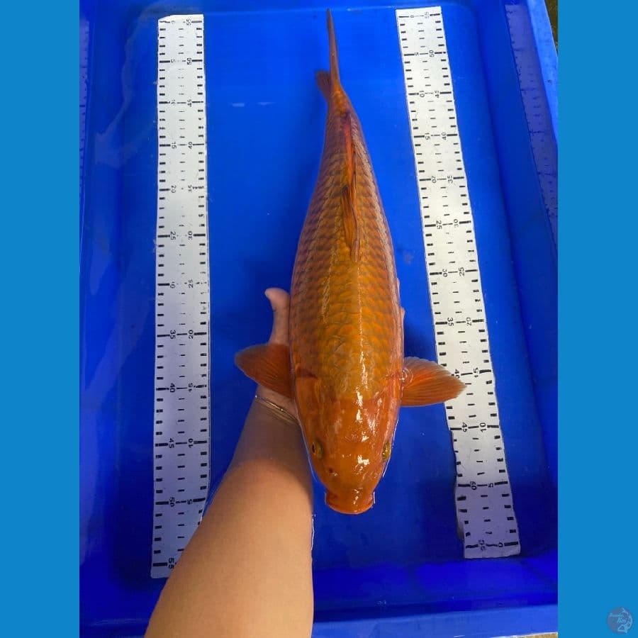 44 cm jantan chagoi~ak7