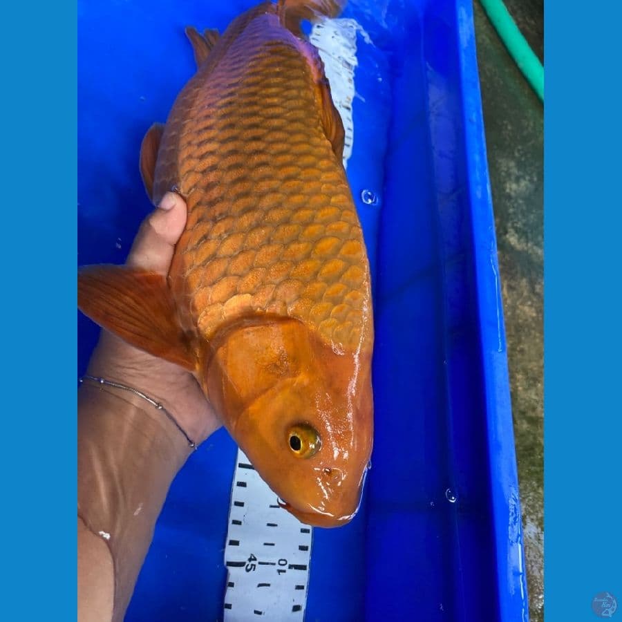 44 cm jantan chagoi~ak7