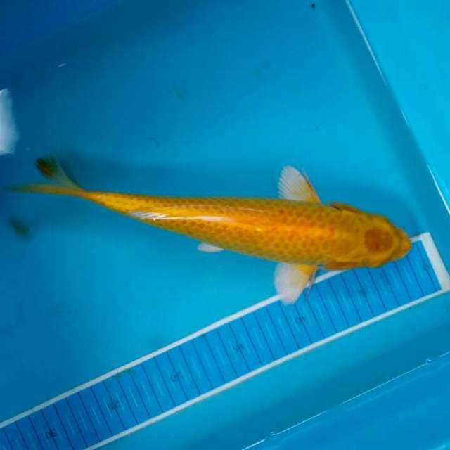 Penjinak kolam