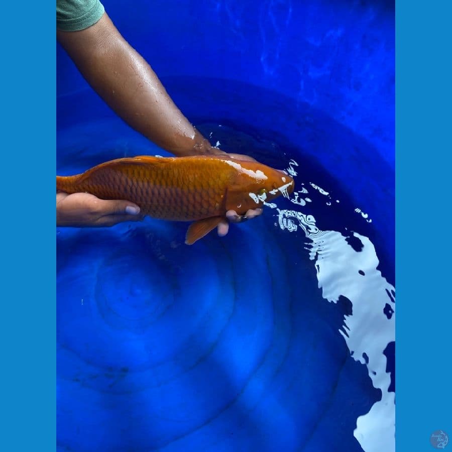 40 cm jantan chagoi ~ ak3