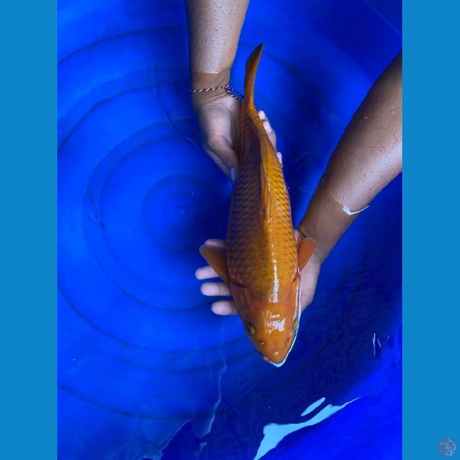 40 cm jantan chagoi ~ ak3