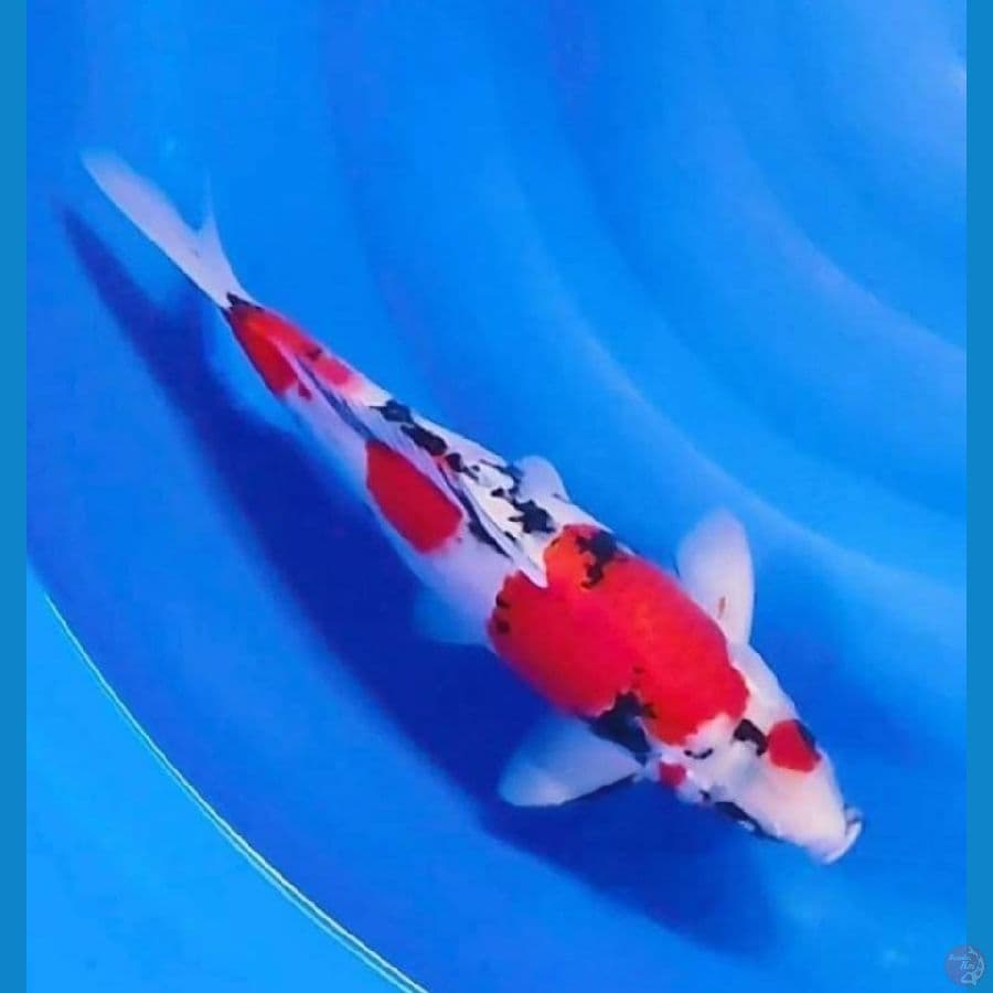 45 cm Showa Jantan
