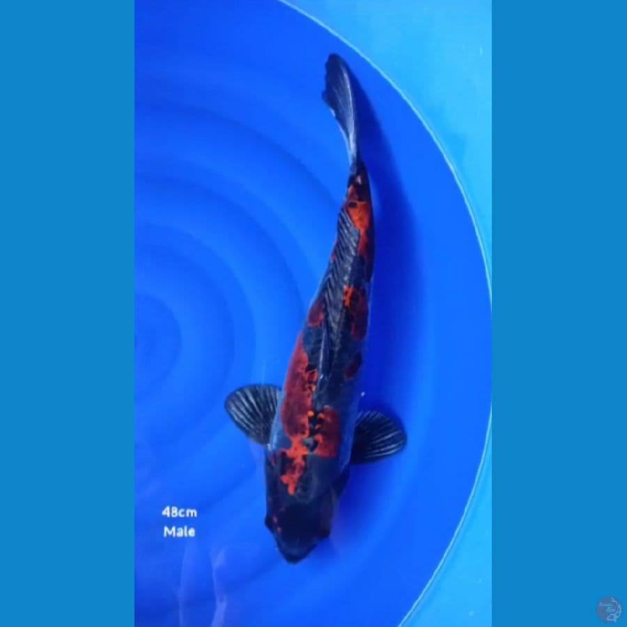 kiko antikan 48cm MALE