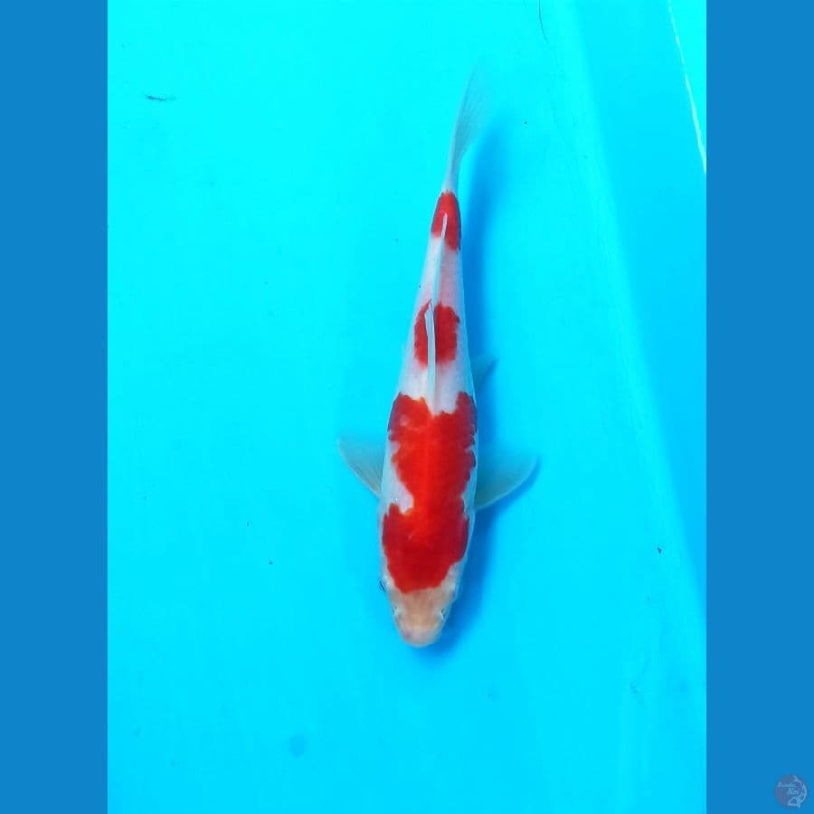 Kohaku 17cm