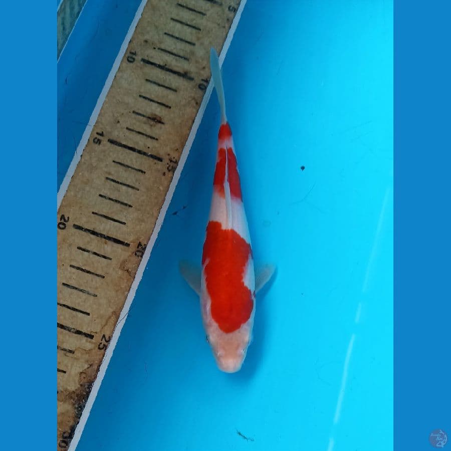 Kohaku 16cm