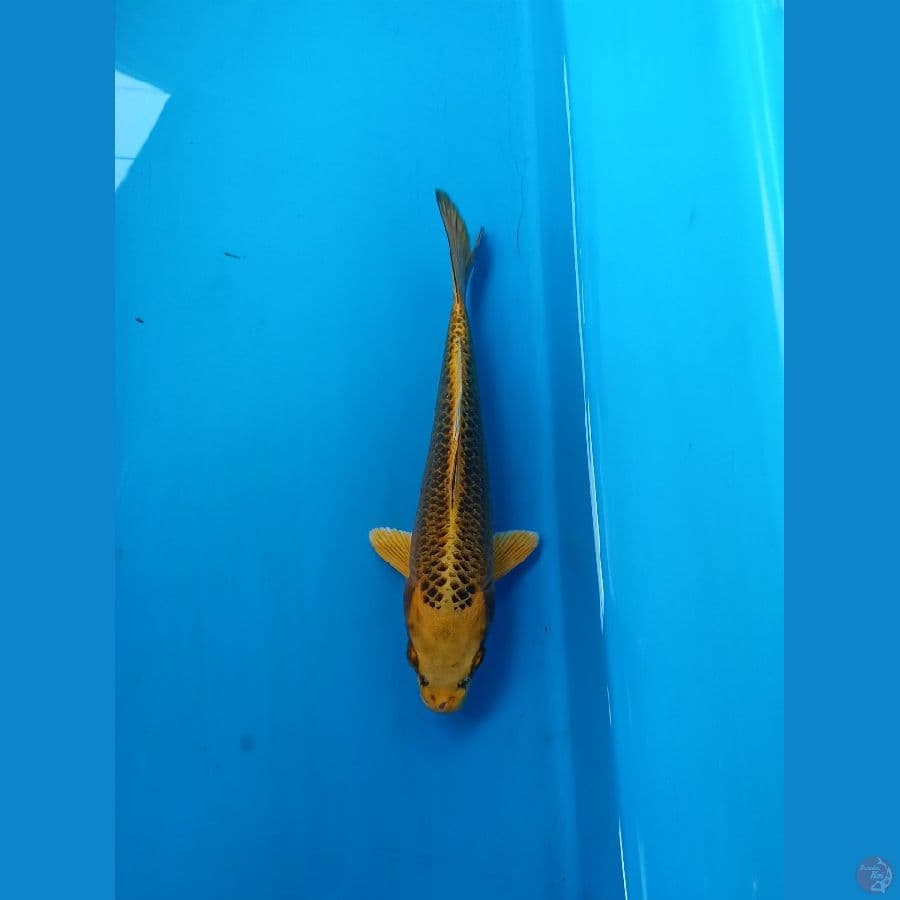 Kin madsuba 22cm