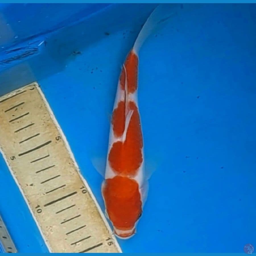 kohaku f1 3step 25bu