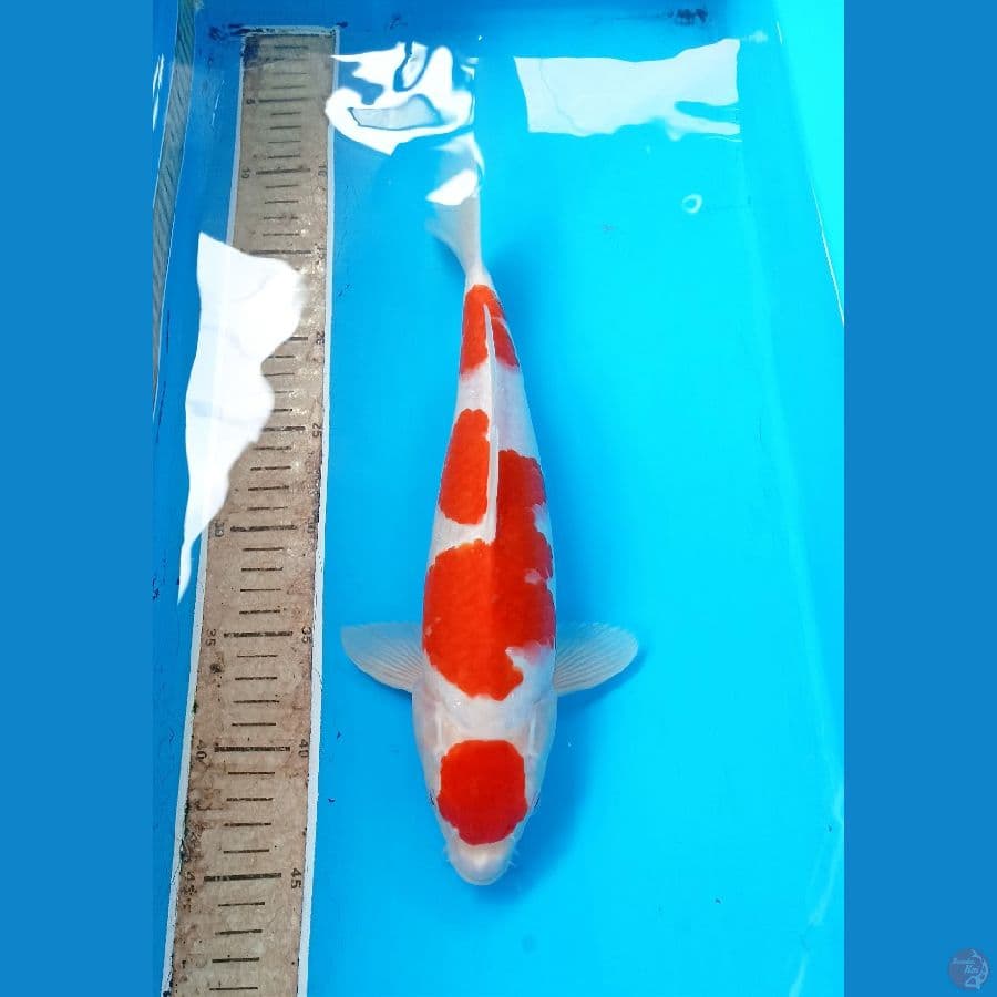 Kohaku 34cm male