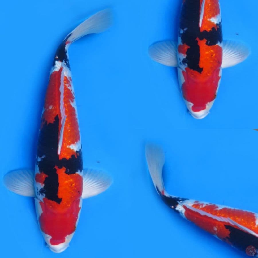 53cm , Jumbo Showa Ginrin - Anakan Import