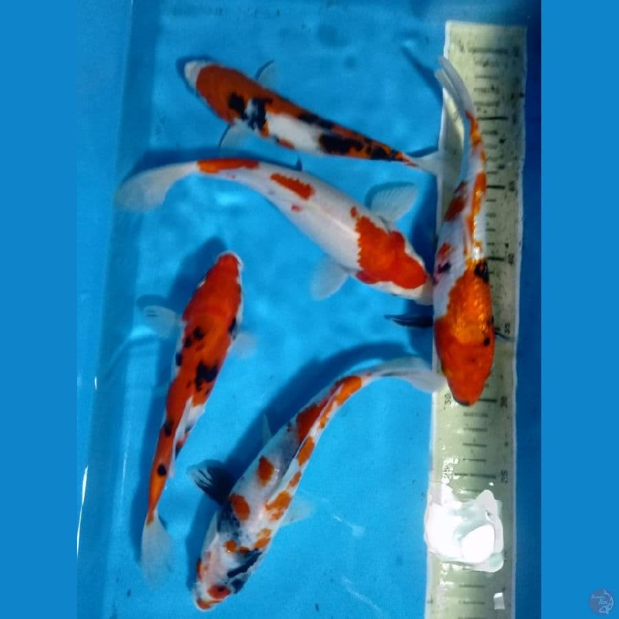 ikan partai 20-24cm