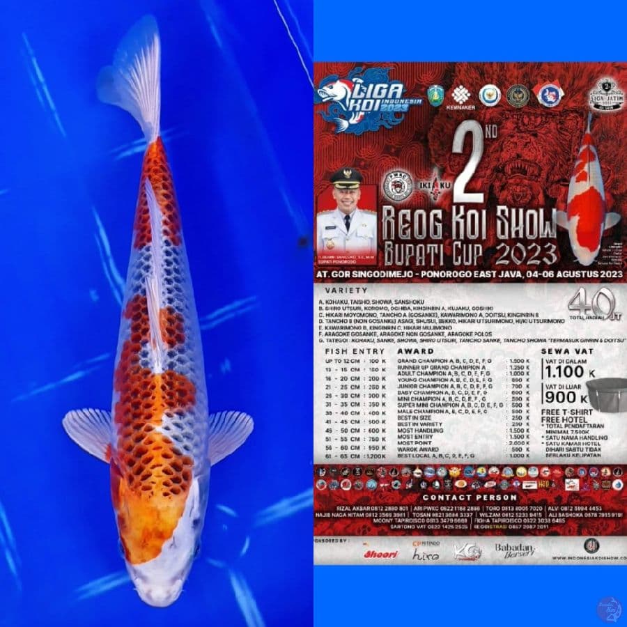 Ready Show Kujaku 27cm free handling