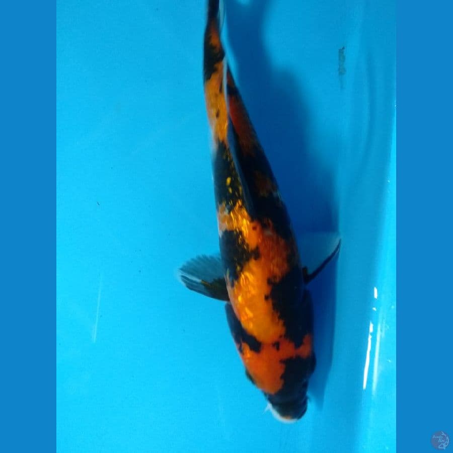 showa gindrin 23cm male
