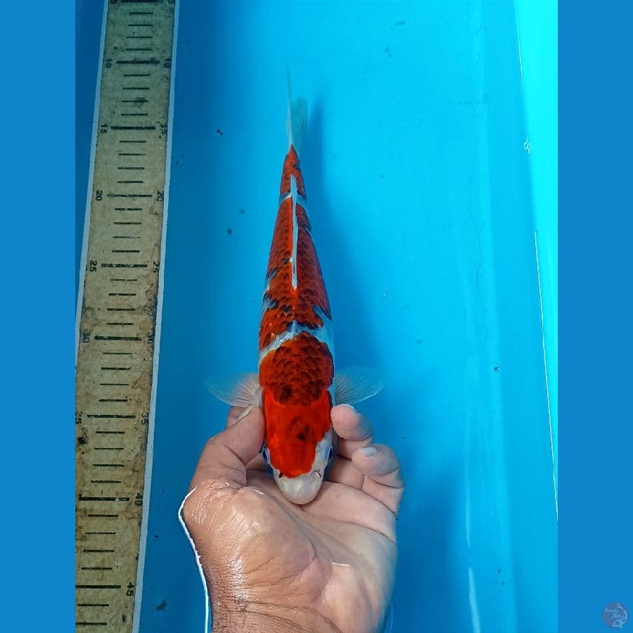 Gishiki 30cm