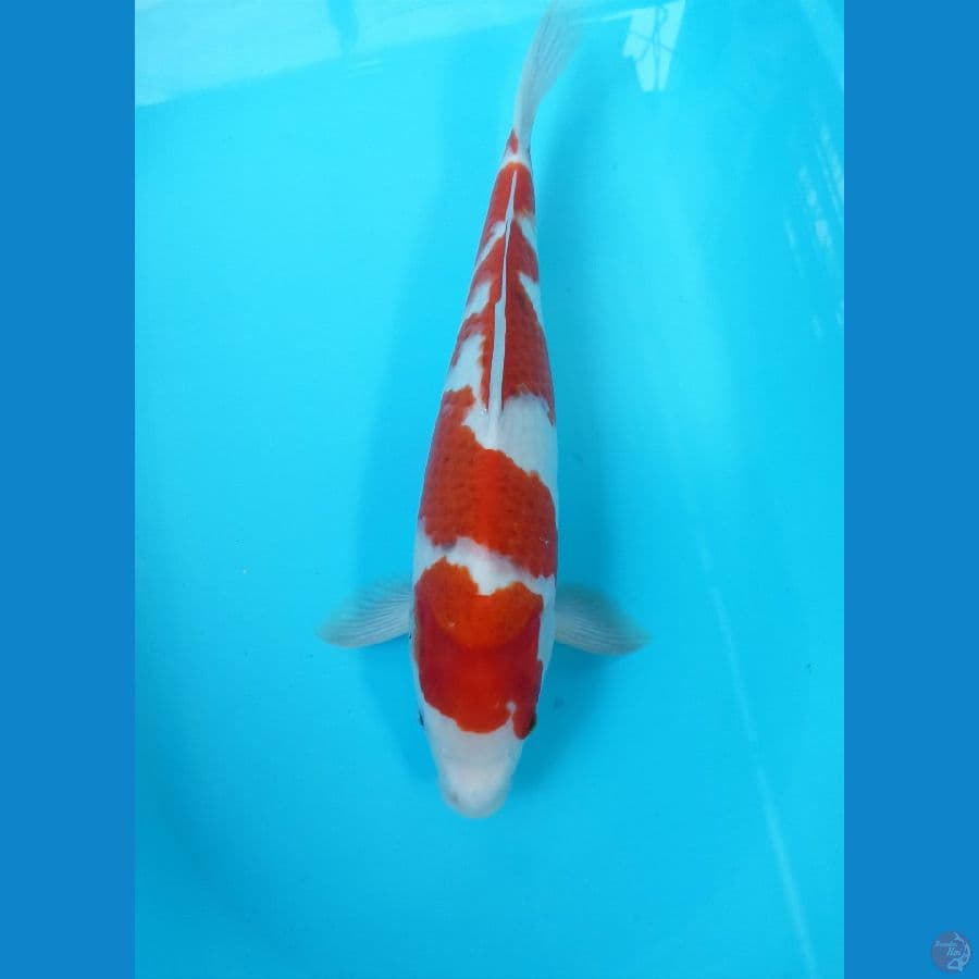 Ai goromo 43cm male