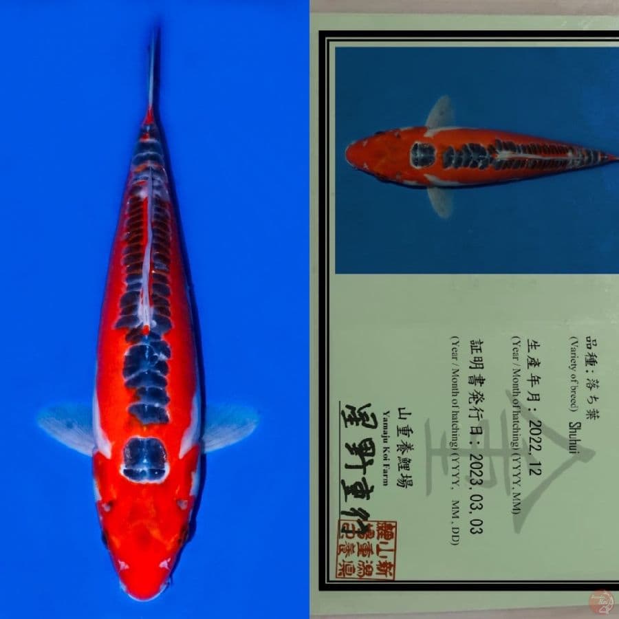 YAMAJU SHUSUI SQ 40CM