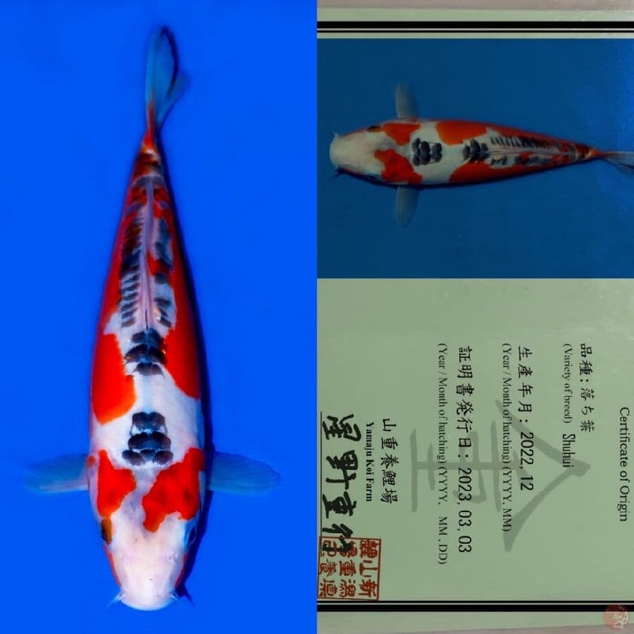 YAMAJU SHUSUI HQ 34CM