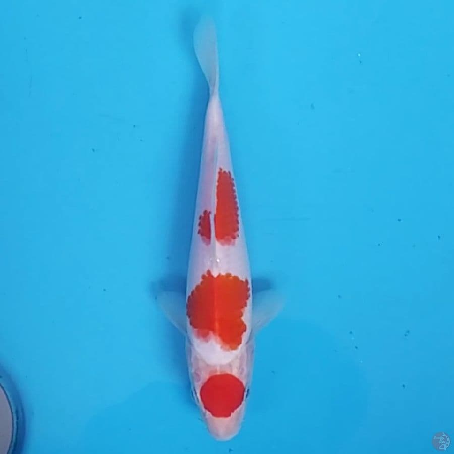 Maruten Kohaku ~20 F