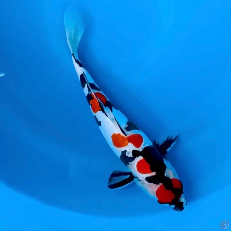 Showa doitsu 34cm