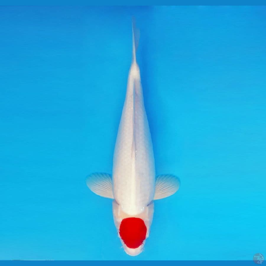MUSASHI 6 (40 CM/fm) ~ Tancho ™,-