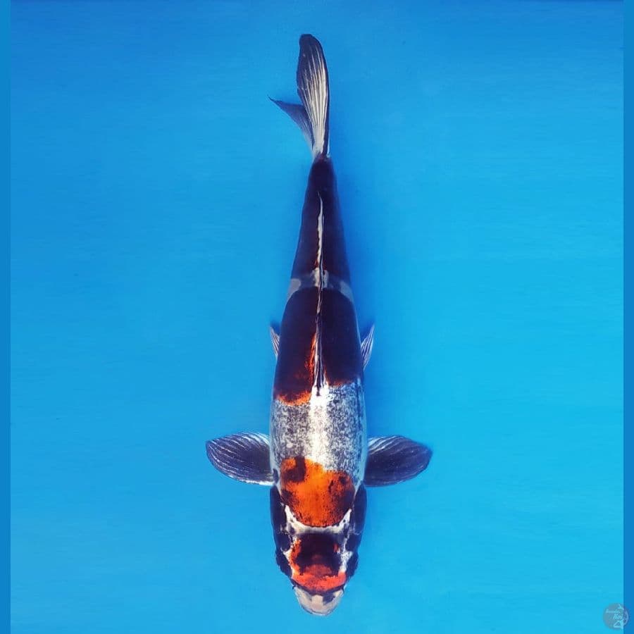 MUSASHI 11 (40 CM/fm) ~ Beni Kikokuryu ™,-