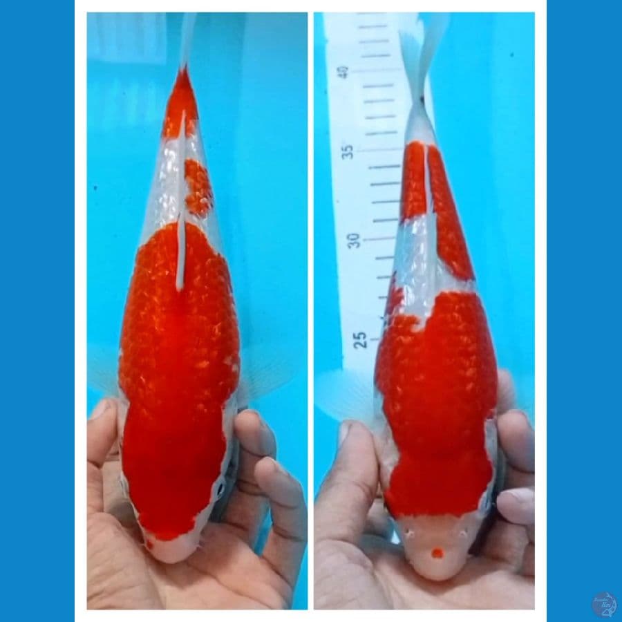 mbulkyyy 25-28