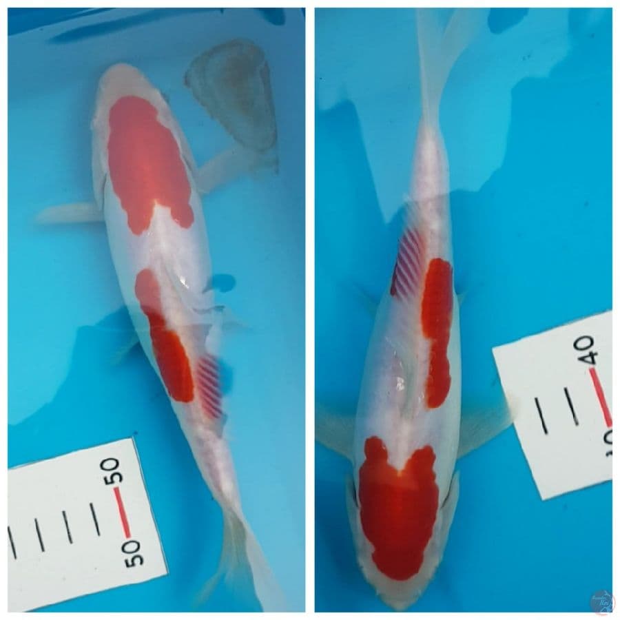 kohaku doitsu murni