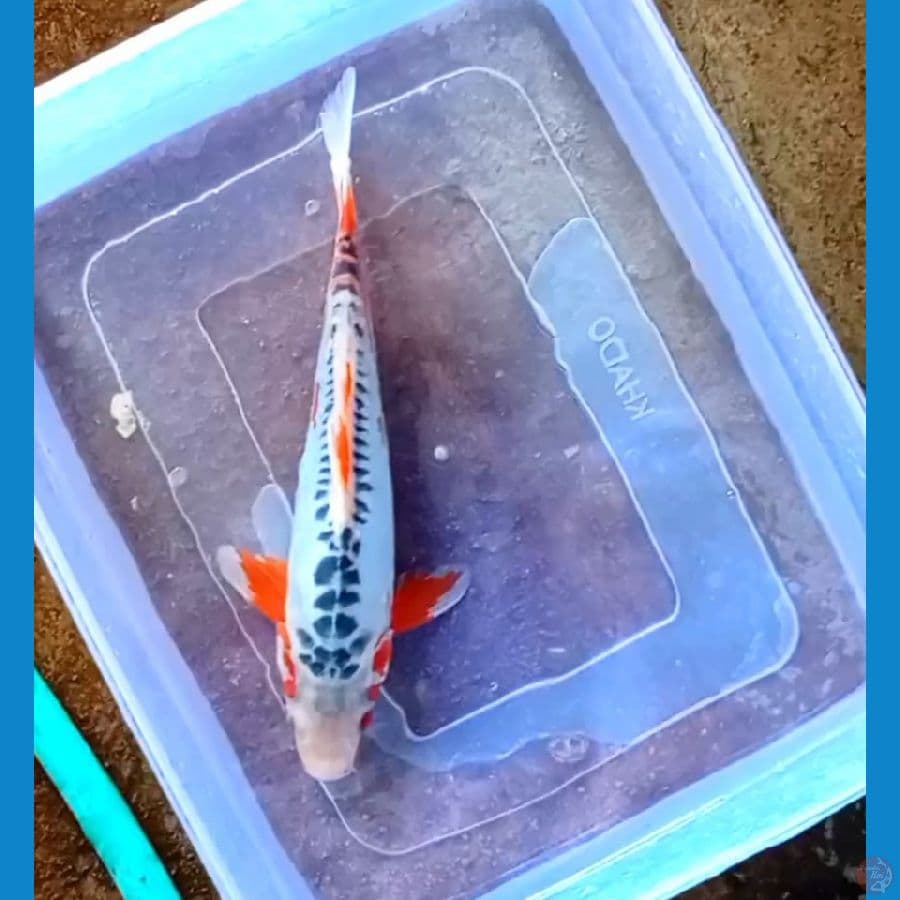 Shusui 30cm jantan